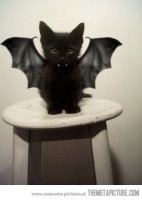 /album/fotogalerie/funny-cat-kitten-vampire-costume-jpg/