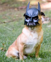 /album/fotogalerie/funny-dog-puppy-batman-mask-costume-jpg/