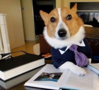 /album/fotogalerie/funny-dog-tie-suit-reading-book-jpg/