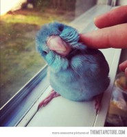 /album/fotogalerie/funny-parrot-blue-cute-bird-jpg/
