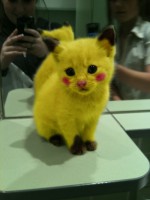 /album/fotogalerie/funny-pokemon-yellow-cat-pikachu-jpg/