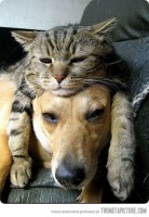 /album/fotogalerie/funny-tired-cat-dog-sleeping-jpg/